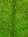 Close-up photo of leaf veins highlighting intricate micro textures and patterns in nature. Royalty Free Stock Photo