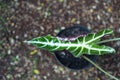 Close up photo of the leaves of the houseplant known as alocasia amazonica