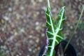 Close up photo of the leaves of the houseplant known as alocasia amazonica