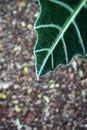 Close up photo of the leaves of the houseplant known as alocasia amazonica