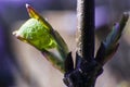 Close-up photo of leaves Japanese katsura trees Royalty Free Stock Photo