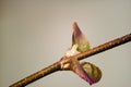 Close-up photo of leaves Japanese katsura trees Royalty Free Stock Photo