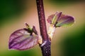 Close-up photo of leaves Japanese katsura trees Royalty Free Stock Photo