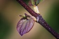 Close-up photo of leaves Japanese katsura trees Royalty Free Stock Photo