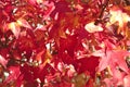 A close-up photo of the leaves of a maple tree in the autumn