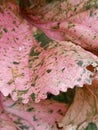 Close-up photo of the leaves of the ornamental plant Acalypha Wilkesiana