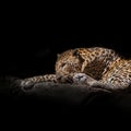 A close-up photo of a leopard asleep