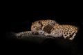 A close-up photo of a leopard