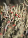 Close-up photo of lichen moss Cladonia vulcani Royalty Free Stock Photo