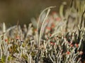 Close-up photo of lichen moss Cladonia vulcani Royalty Free Stock Photo