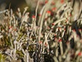 Close-up photo of lichen moss Cladonia vulcani Royalty Free Stock Photo