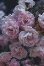 a close up photo of light pink rose flower heads Royalty Free Stock Photo