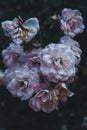 a close up photo of light pink rose flower heads with a dark green background Royalty Free Stock Photo