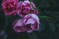 a close up photo of light pink rose flower heads with a dark green background Royalty Free Stock Photo