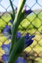 Close-up photo of lilac gladiolus buds Royalty Free Stock Photo
