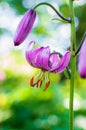 Close up photo of Lilium martagon or Turk`s cap lily. Royalty Free Stock Photo