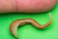 Close-up photo of Linguatula serrata or Tongue worm. Comparative size with human`s finger