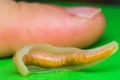 Close-up photo of Linguatula serrata or Tongue worm. Comparative size with human`s finger