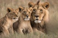 Close up photo of lioness and lion with four cubs Royalty Free Stock Photo