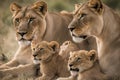 Close up photo of lioness and lion with four cubs Royalty Free Stock Photo