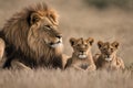 Close up photo of lioness and lion with four cubs Royalty Free Stock Photo