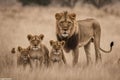 Close up photo of lioness and lion with four cubs Royalty Free Stock Photo