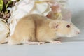 Close-up photo of litle cute white rat in Beautiful Flowering Cherry Tree branches