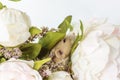 Close-up photo of litle cute white rat in Beautiful Flowering Cherry Tree branches