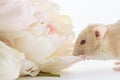 Close-up photo of litle cute white rat in Beautiful Flowering Cherry Tree branches