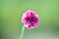 Close up photo of little Armeria alpina in the garden, beautiful purple flowers of the perennial Armeria