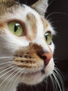 A close up photo of long whiskered Calico cat Royalty Free Stock Photo