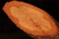 close up photo of longitudinal cut tree trunk, showing xylem and floem