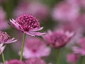 Close up of a pink Astrantia