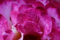 Magenta colored petals of a flower