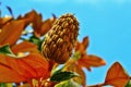 The magnolia tree fruits