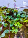 Close up photo of Malabar Spinach Royalty Free Stock Photo