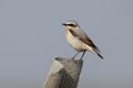Close up photo of a male Northern wheatear Royalty Free Stock Photo