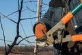 Close up photo, male in orange work gloves pruning tree with shears, gardener working in his fruit garden Royalty Free Stock Photo