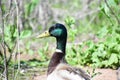 Mallard duck posing for the camera