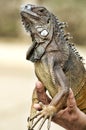 Close up photo of Man Holding Iguana