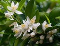 Close up photo of mandarin flowers and green leaves with soft light and first small mandarin fruit already visible Royalty Free Stock Photo