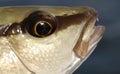 Close up photo of mangrove snapper fish