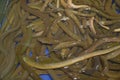 Close-Up Photo Many Brown Eels (Monopterus Albus) Royalty Free Stock Photo