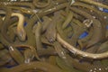 Close Up Photo Many Brown Eels (Monopterus Albus) Royalty Free Stock Photo