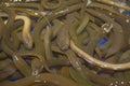 Close Up Photo Many Brown Eels (Monopterus Albus) Royalty Free Stock Photo