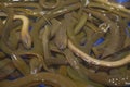 Close Up Photo Many Brown Eels (Monopterus Albus)