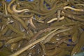 Close Up Photo Many Brown Eels (Monopterus Albus) Royalty Free Stock Photo