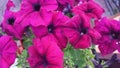 Close-up photo - many large purple petunia flowers with green leaves bloom in a pot in summer Royalty Free Stock Photo