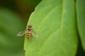 Marmalade Hoverfly episyrphus balteatus On Green Leaf