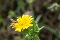 Marmalade Hoverfly, Episyrphus balteatus.